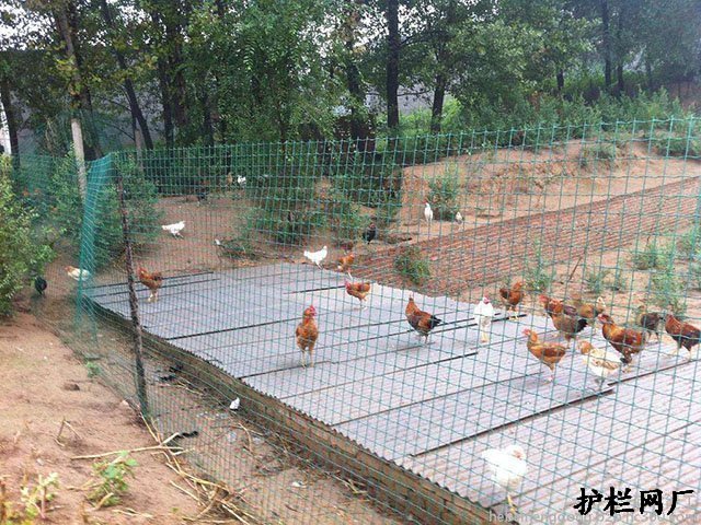 养鸡网围栏选择及安装